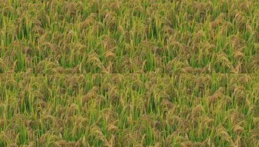 金黄的稻谷稻穗高清在线视频素材下载