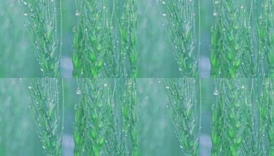 雨后的绿色麦穗高清在线视频素材下载