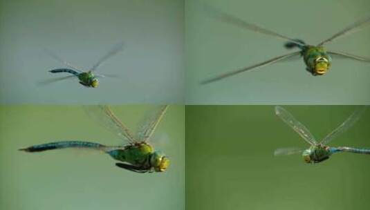 蜻蜓特写昆虫自然环境野外大自然高清在线视频素材下载