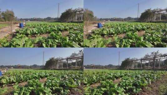 冬天郴州西河风光带农田菜地蔬菜高清在线视频素材下载