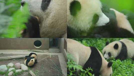 大熊猫四川成都国宝野生动物小熊猫旅游高清在线视频素材下载