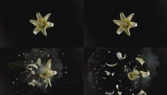 百合花朵爆炸特写镜头高清在线视频素材下载