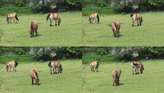 三只小马在草地上吃草高清在线视频素材下载