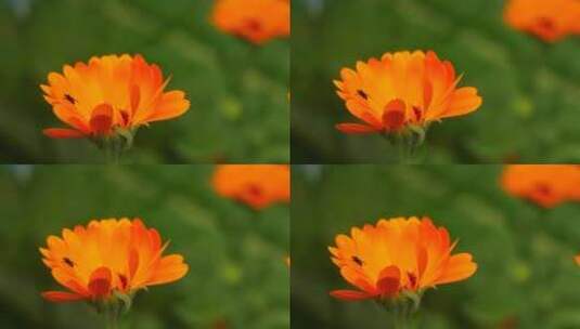 一朵花的特写镜头高清在线视频素材下载