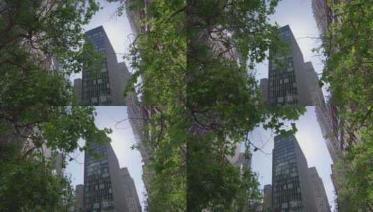 摩天大楼和树木高清在线视频素材下载