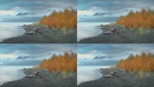 阿拉斯加海滩的秋叶高清在线视频素材下载