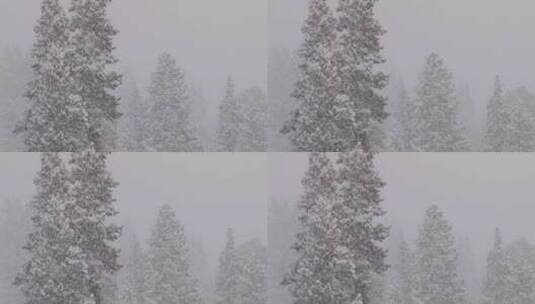公园森林中的大雪高清在线视频素材下载