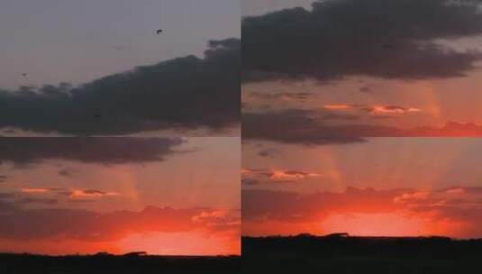 夕阳下鸟儿在天空中飞翔高清在线视频素材下载