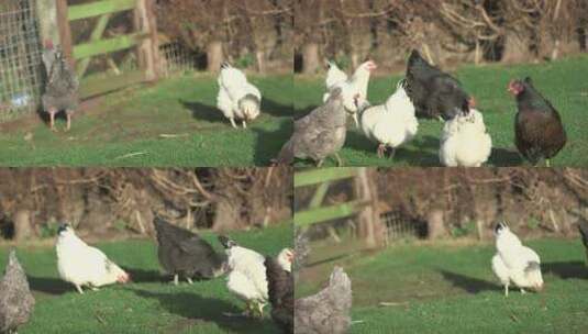 觅食的鸡群高清在线视频素材下载