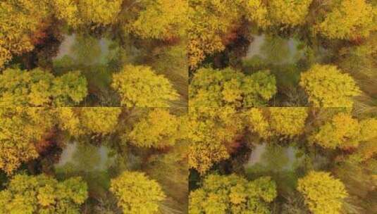 秋季森林的鸟瞰高清在线视频素材下载