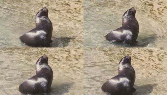 岸边的海狮高清在线视频素材下载