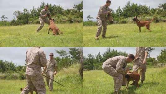 美国士兵训练警犬高清在线视频素材下载