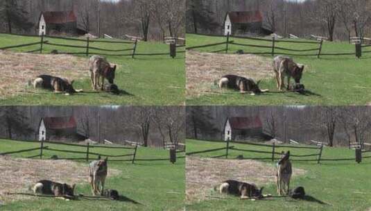 牧羊犬坐在田野玩棍子高清在线视频素材下载
