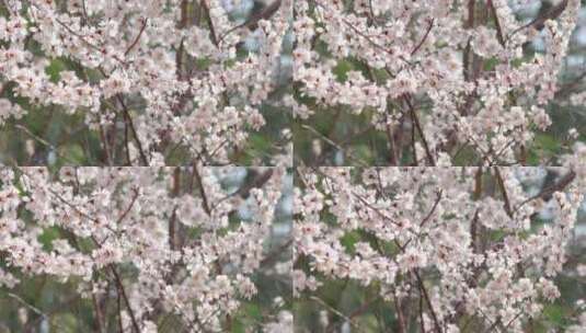 升格实拍唯美空镜头春天盛开的山桃花高清在线视频素材下载