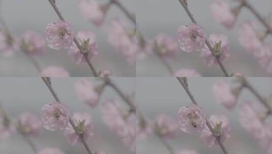 桃花中采蜜的蜜蜂升格慢镜头LOG高清在线视频素材下载