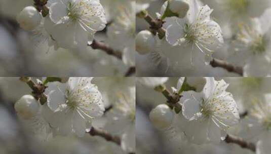 【镜头合集】白色花朵花瓣桃花梅花高清在线视频素材下载