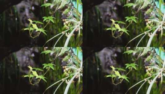 藤蔓爬山虎热带植物叶片叶子叶脉高清在线视频素材下载