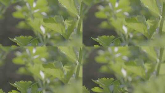 芹菜温室生长微距轨道拍摄LOG素材高清在线视频素材下载