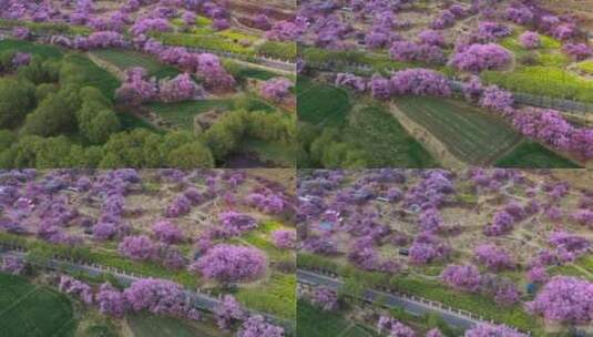 西藏风光林芝桃花节粉红桃花旅游公路田地高清在线视频素材下载