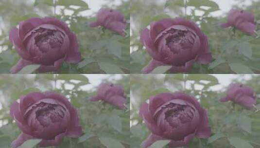 牡丹花种植LOG视频素材高清在线视频素材下载