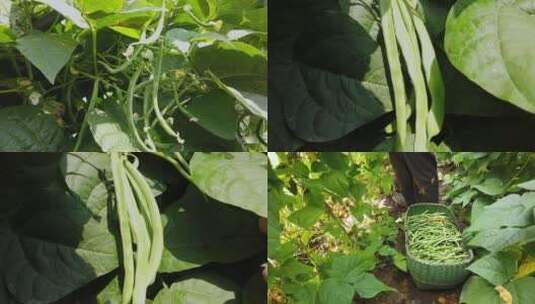 四季豆种植高清在线视频素材下载