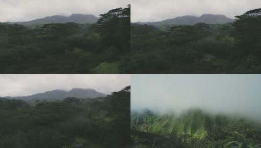 深山老林原始雨林植被云雾航拍高清在线视频素材下载