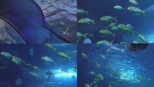 【镜头合集】水下鱼群海洋鱼类海底世界高清在线视频素材下载
