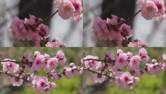 【镜头合集】植物园桃花粉色花朵鲜花高清在线视频素材下载