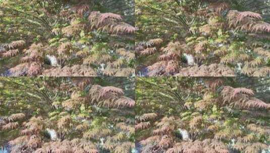 春天花草树木实拍高清在线视频素材下载