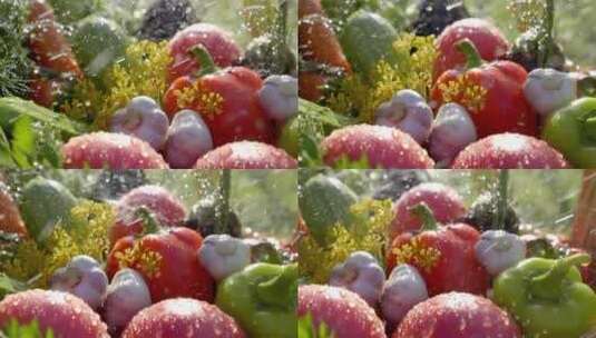 农场蔬菜浇水高清在线视频素材下载