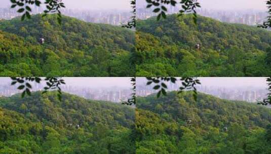 广州白云山风景名胜区山谷树林与索道缆车高清在线视频素材下载