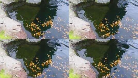漂浮在池塘里的玫瑰叶子高清在线视频素材下载