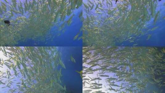 鱼群 海洋 一群鱼高清在线视频素材下载