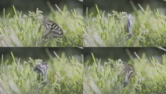 蝴蝶草丛生态4K高清在线视频素材下载