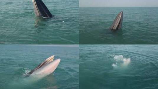鲸鱼8K布氏鲸近距离张嘴高清在线视频素材下载
