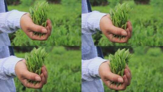 威海正棋山茶园采摘绿茶的手高清在线视频素材下载