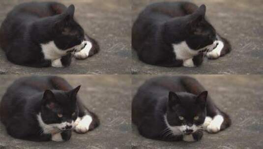 爬着的黑猫高清在线视频素材下载