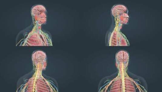 医学人体解剖人体奥秘人体大脑肺部神经动画高清在线视频素材下载