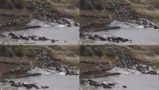 大型角马迁徙群穿越肯尼亚马赛马拉河高清在线视频素材下载