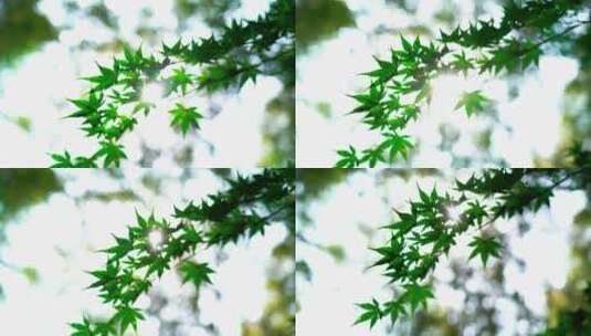 阳光下的绿色树叶高清在线视频素材下载