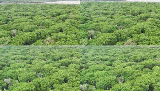 东寨港红树林高清在线视频素材下载