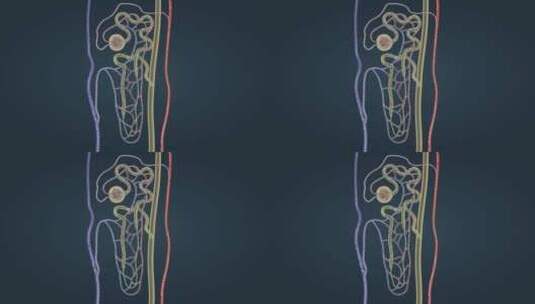 肾脏肾功能肾组织肾单位尿液人体微观解剖高清在线视频素材下载