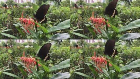 公园花丛中飞舞的蝴蝶高清在线视频素材下载