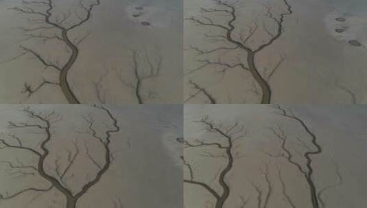 鄱阳湖枯水期生命之树鸟瞰特写航拍视频高清在线视频素材下载