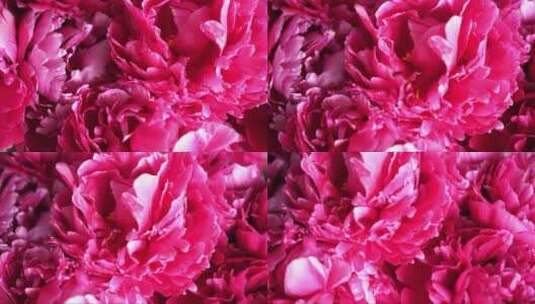 红色粉红色紫色牡丹花花瓣特写高清在线视频素材下载
