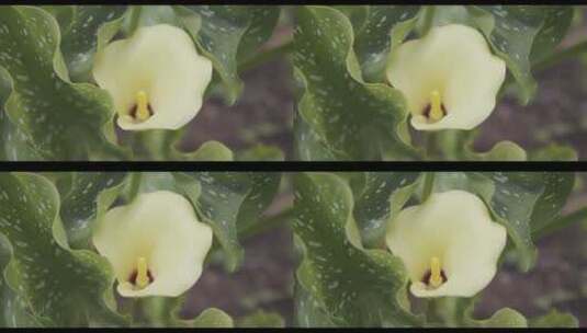 花园上美丽的黄色百合的特写 (2)高清在线视频素材下载