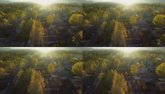 夕阳下的金黄的银杏村高清在线视频素材下载