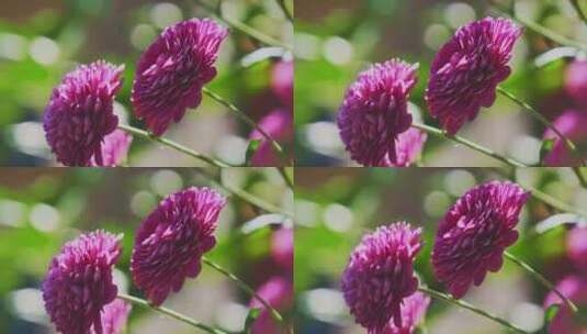 唯美花朵菊花紫色小雏菊高清在线视频素材下载