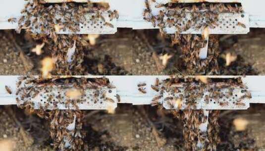 蜂场中蜂土养高清在线视频素材下载