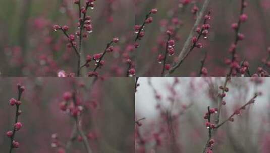 雨中盛开的梅花微距镜头特写高清在线视频素材下载